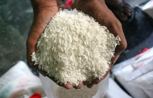 Stok Beras Nasional Capai 5,3 Juta Ton: Pemerintah Batalkan Rencana Perluasan Lahan Jutaan Hektare